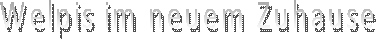 Welpis im neuem Zuhause